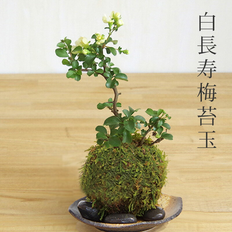 母の日 現在花なし 苔玉 白長寿梅 シロチョウジュバイ ・黒備前器・敷石セット花咲くこけだま コケ玉 ギフト初めての盆栽 誕生日 新入学 新築祝い 送料無料 こけだま コケダマ 苔 こけ コケ