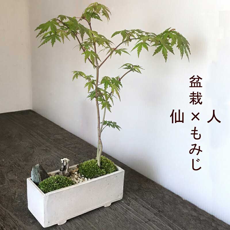 父の日 盆栽 山モミジ 縮景盆栽 創作長方角鉢 仙人 ミニチュア ジオラマ 景石　bonsai 育て方のしおり付 お手入れ相談 電話 メールサポート ギフト 父の日 父の日 誕生日 入学祝 ラッピング無料 肥料 モダン盆栽 苔 こけ コケ ぼんさい ボンサイ もみじ やまもみじ 紅葉