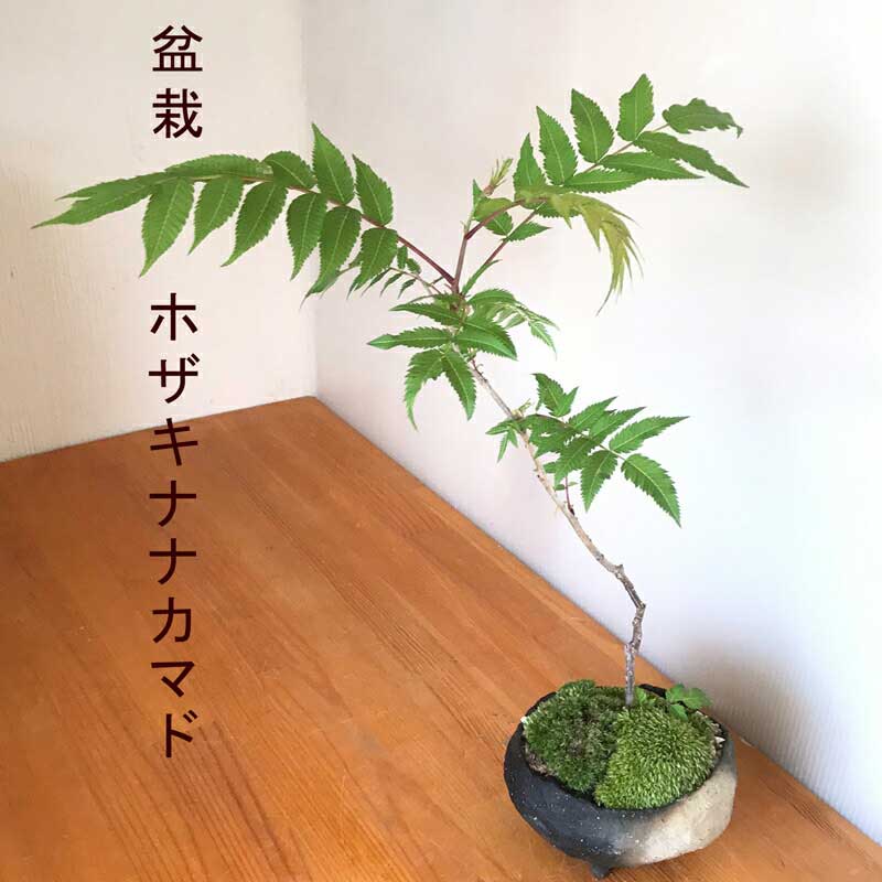 母の日 盆栽 ナナカマド 作家 真山茜 炭化焼締鉢 bonsai 育て方のしおり付 お手入れ相談 電話 メールサポート ギフト 誕生日 入学祝 ラッピング無料 肥料 モダン盆栽 苔 こけ コケ ぼんさい ボンサイ もみじ 紅葉