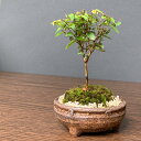 盆栽 ケヤキ 信楽茶丸小紋鉢 欅 本ケヤキ 盆栽 ほうき立ち 直幹 母の日 父の日 敬老の日 還暦祝い 本格盆栽 雑木 葉もの 紅葉 黄葉 ほんけやき けやき 苔 こけ コケ ぼんさい ボンサイ