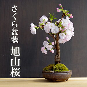 盆栽 旭山桜 あさひやまさくら 信楽丸茶鉢 八重の桜 かわいい 本格盆栽鉢 花咲くぼんさい 盆栽桜 ギフト花咲く盆栽 盆栽桜 初めての盆栽 父の日 母の日 誕生日 新入学 新築祝い 退職祝い 時間 苔 こけ 桜 さくら サクラ ぼんさい ボンサイ