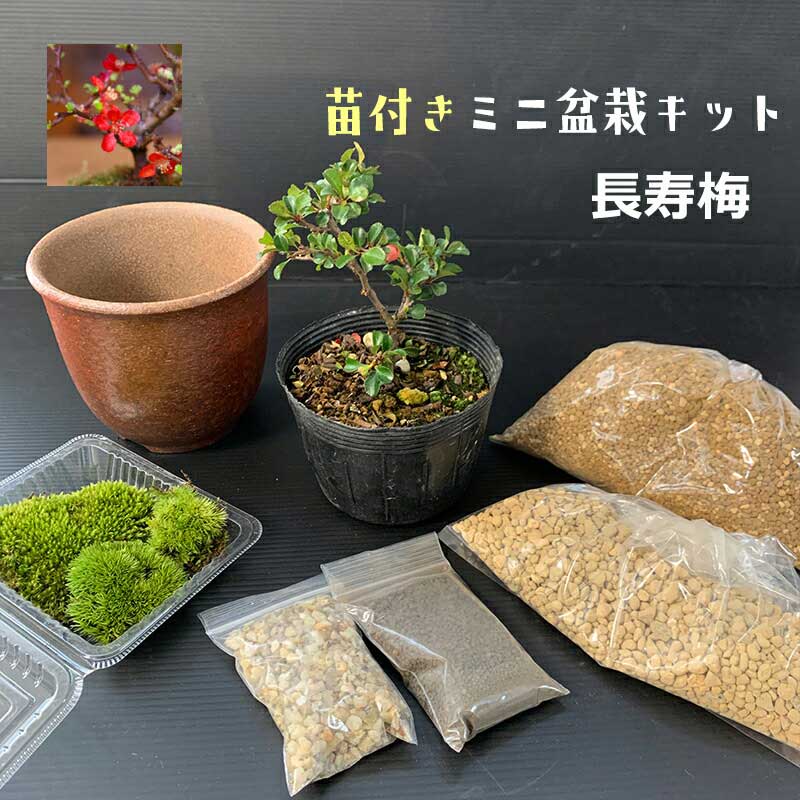 現在花なし すぐ作れる 苗付き盆栽キット 【紅長寿梅】の盆栽キット ボケ 草ボケ 木瓜 チョウジュバイ 自然（万古焼　朱深丸鉢）四季咲き 盆栽の作り方つき 盆栽の育て方つき お手入れ相談 電話 メールサポート 硬質赤玉土 桐生砂 盆栽の土 ヤマゴケ おうち時間 ボンサイ