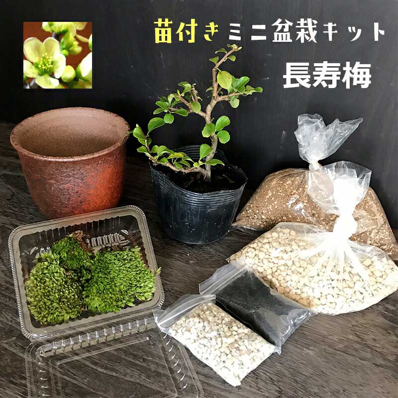 母の日 現在花なし すぐ作れる 苗付き盆栽キット 【白長寿梅】の盆栽キット ボケ 木瓜 チョウジュバイ 自然（万古焼　朱深丸鉢）四季咲き 盆栽の作り方つき 育て方つき お手入れ相談 電話 メールサポート 硬質赤玉土 桐生砂