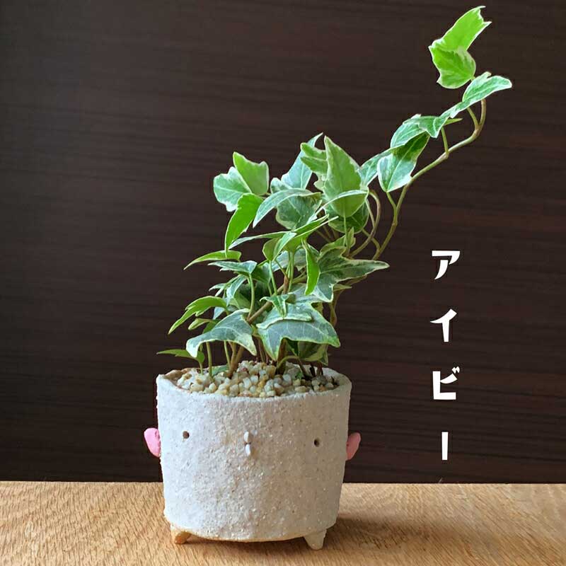 父の日 盆栽 観葉盆栽　bonsai ミニ盆栽 てのひら盆栽 　アイビー　ヘデラ小品盆栽 常緑 一年中緑　父の日 還暦祝　長寿　真山茜 苔 こけ ぼんさい ボンサイ