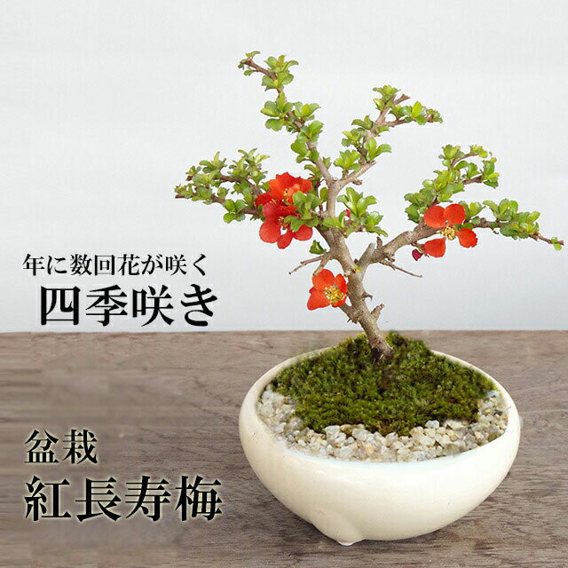 小飾：根飾　31.0cm【現品】*資材