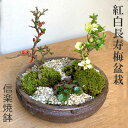 母の日 現在花なし 盆栽 長寿梅 紅白 二本植え 紅白長寿梅の寄せ植え盆栽 鉢 信楽焼 花咲くボンサイ bonsai ギフト初めての盆栽 草木瓜 お祝い 誕生日 新入学 新築祝い ウェディングギフト ぼんさい ボンサイ