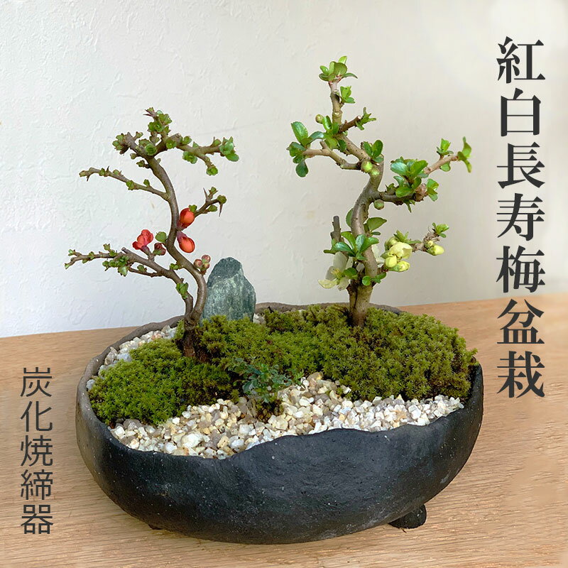 母の日 現在花なし 盆栽 長寿梅 紅白 二本植え 紅白長寿梅の寄せ植え盆栽 鉢 作家 真山茜 炭化焼締鉢 花咲くボンサイ bonsai ギフト初めての盆栽 草木瓜 お祝い 誕生日 新入学 新築祝い ウェディングギフト ぼんさい ボンサイ