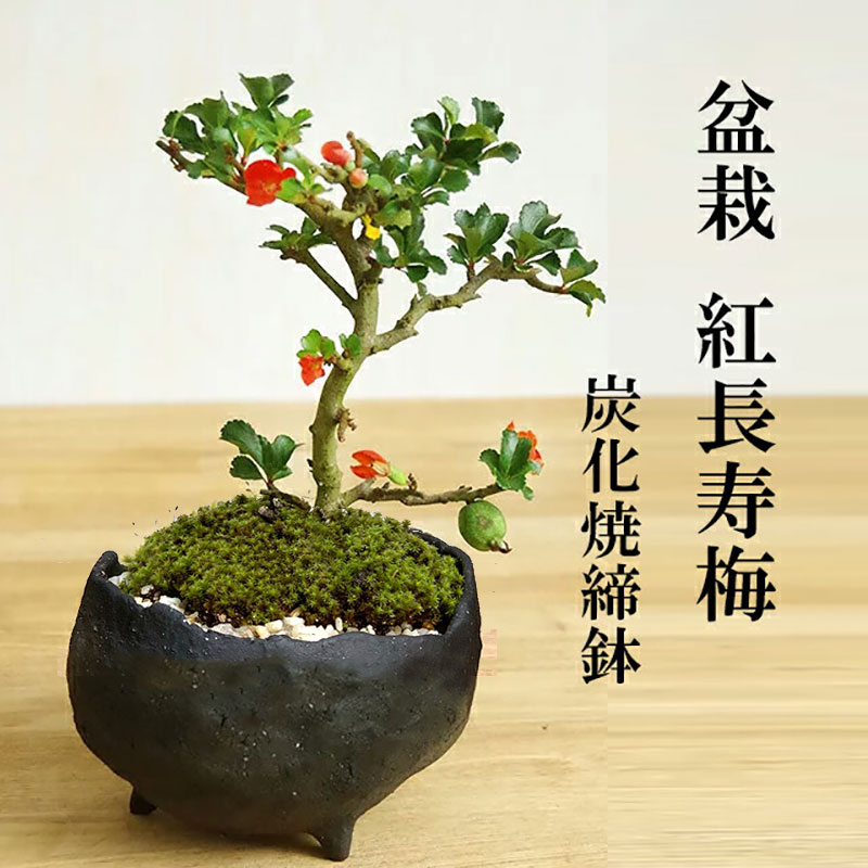 父の日 現在花なし 盆栽 紅長寿梅 鉢 真山茜 炭化焼締鉢 bonsai 長寿梅 紅花 花咲く盆栽 縁起良い ギフト初心者 初めての盆栽 誕生日 新入学 新築祝い 育てやすい 四季咲き 縁起物 還暦祝い 結婚祝い ぼんさい ボンサイ