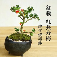 盆栽 紅長寿梅（べにちょうじゅばい） 鉢 作家 真山茜 炭化焼締鉢 bonsai 長寿梅 紅花 花咲く盆栽 縁起良い ギフト初心者 初めての盆栽 父の日 母の日 誕生日 新入学 新築祝い 育てやすい 四季咲き 縁起物 還暦祝い 結婚祝い