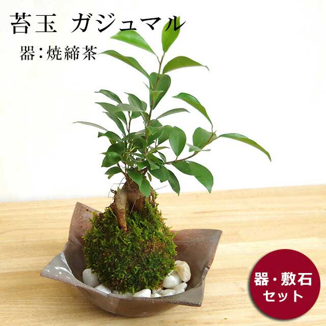 母の日 苔玉 ガジュマル 縁起良い 幸運の木 ユニーク 人気 沖縄 ガジュマルの苔玉・焼き締茶器セット 苔 こけ コケ コケダマ こけ玉