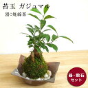 苔玉 ガジュマル 縁起良い 幸運の木 ユニーク 人気 沖縄 ガジュマルの苔玉・焼き締茶器セット 苔 こけ コケ コケダマ こけ玉