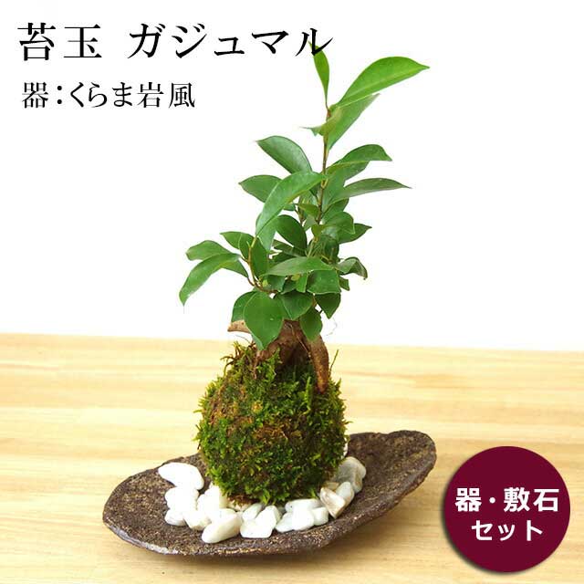 父の日 苔玉 ガジュマル 縁起良い 