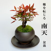 盆栽 南天の盆栽 下皿セット 黒鉢 縁起物 ギフト 　贈り物 観葉植物 開運 難を転じる 紅葉 おめでたい 運気を上げる bonsai ミニ盆栽