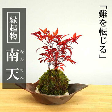 いにしえの和をお届けします【南天の苔玉・焼締茶器セット】