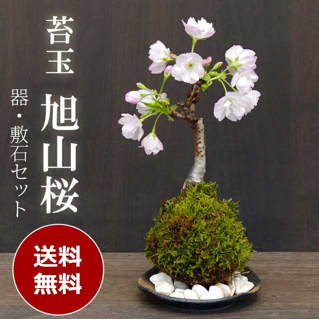 【2022年開花終了】苔玉 桜 旭山桜 あさひやまさくら 送料無料 　黒備前器小サイズ 敷石セット 八重の桜 かわいい 花咲くこけだま コケ玉 ギフト初めての盆栽 父の日 母の日 誕生日 新入学 新築祝い 時間 苔 こけ コケ コケダマ こけ玉 サクラ