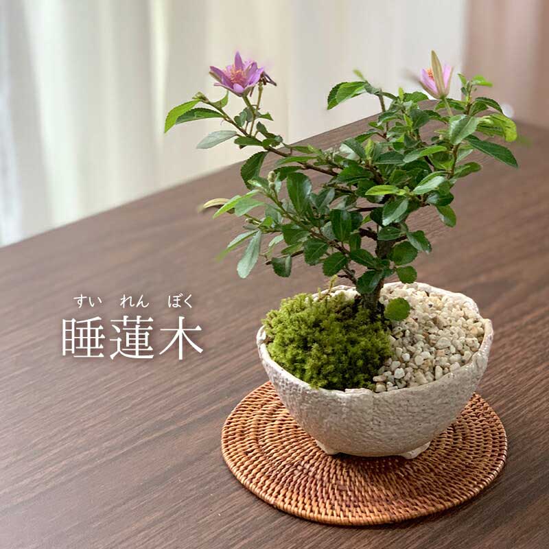 父の日 現在花なし 盆栽 スイレンボク 睡蓮木の盆栽【万古白鉢】睡蓮 万古焼 四日市 bonsai 誕生日 還暦祝い 父の日 母の日