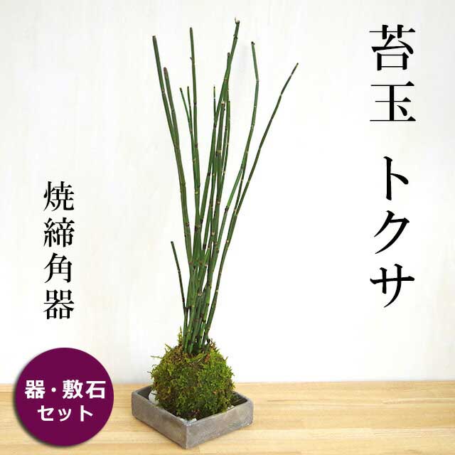 父の日 苔玉 気品高い 和の雰囲気を貴方の元に トクサの苔玉焼締角器セット 敷石つき 陶房・歩知歩智 名古屋・敷石セット 苔 こけ コケ コケダマ こけ玉 とくさ