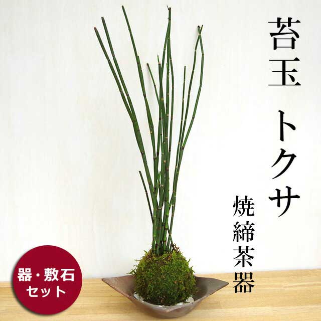 父の日 苔玉 気品高い 和の雰囲気を貴方の元に トクサの苔玉焼締茶器セット 敷石つき 陶房・歩知歩智 名古屋・敷石セット 苔 こけ コケ コケダマ こけ玉 とくさ