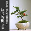 盆栽 長寿梅 紅花 花は四季咲きチョウジュバイ【紅長寿梅の盆栽(万古焼白丸鉢)】花咲くこけだま コケ玉 ギフト初めての盆栽 草木瓜 お祝い 父の日 母の日 誕生日 新入学 新築祝い