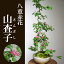 四季の変化を楽しむ【八重赤花山査子(サンザシ)の盆栽(鉢 みどり屋 和草(にこぐさ))】