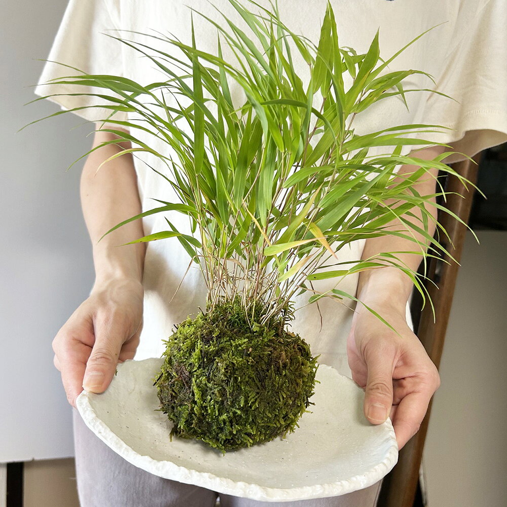 みどり屋 和草 楽天市場店の風を知らせる涼しげな草【風知草（フウチソウ）の苔玉・楕円白粉引器セット】コケ玉　こけだま　こけ玉　ふうちそう｜アングル2