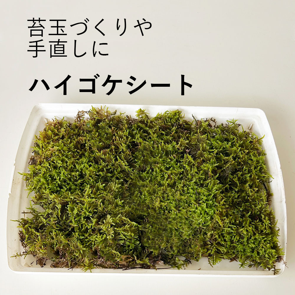 楽天市場】苔玉 ハイゴケの通販