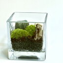 苔テラリウム 仙人ガラス苔の景色 moss かわいい コケテラリウム クローズタイプ ホソバオキナゴケ ヤマゴケ 苔 こけ コケ
