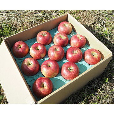 サンふじ りんご 約5kg(12〜16個) さんふじ リンゴ 蜜入り 長野県 信州 家庭用 贈答用 贈り物 ギフト プレゼント