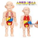 人体解剖 人体模型 パーツ取り外し可 人体モデル内臓 知育玩具 キッズ 骸骨 臓器 ミニ 筋肉 子供 18ピース 組み立て 骨 23.5cm 3歳以上 ミニ 骨格 内臓模型 科学 実験 模型 スマートラボトイズ 模型