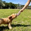 【布製コットンフリスビー】　ドッグトイ　スタイリッシュ　おしゃれ　日本製　大型犬　中型犬　フリスビー