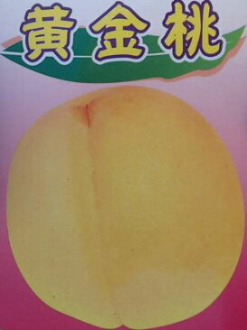 黄金桃 おうごんとう(桃)《果樹苗》「☆」