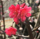 紅千鳥(花梅)【庭木花木・花梅・はなうめ・ハナウメ】