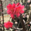 紅千鳥（花梅）【庭木花木・花梅・はなうめ・ハナウメ】