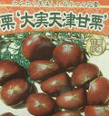 栗 苗木 苗 大実天津甘栗(中国栗大実系)《果樹苗》