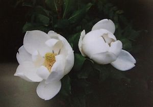 タイサンボク　リトルジェム　6寸鉢植えのサムネイル