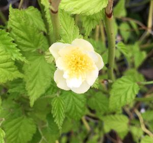 山吹 苗　シロバナヤマブキ（白花山吹）苗木　やまぶき