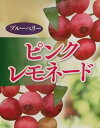 ブルーベリー 苗木 ピンクレモネード 苗 《果樹苗》ピンクのブルーベリー