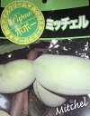 【鉢植え 接ぎ木】 ポポー ミッチェル 《果樹苗》