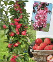 メイちゃんの瞳　りんご　バレリーナツリー《果樹苗》PVP商品（種苗法登録品種）＊先端カットしている場合があります！