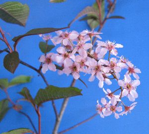 【桜苗木】　赤花エゾウワミズザクラ（赤花蝦夷上溝桜）エゾロゼ