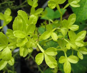 カラタチ　黄金葉　4寸鉢
