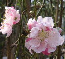 【大株 6寸鉢植え】源平桃(花桃)苗 苗木 【庭木花木・花桃・ハナモモ・はなもも】