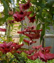 フウリンツリバナマユミ 風鈴吊花マユミ 樹高10センチ程度