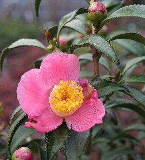 【椿苗木】ヤスリ葉椿（銀葉）（中国原種系椿）【花木庭木・椿・ツバキ・つばき】 1