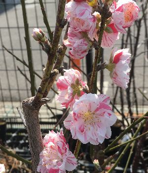 源平桃 花桃 苗木 ゲンペイモモ げんぺいもも 咲分け桃 咲分桃【庭木　花木　花桃　ハナモモ　はなもも】