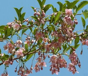 エゴノキ　ベニバナエゴノキ　紅花エゴの木（5〜6寸鉢植え）