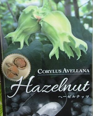 ヘーゼルナッツ（セイヨウハシバミ）《果樹苗》