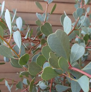 ユーカリの木の種類と育て方 剪定や増やし方 植替えの時期などをご紹介 暮らし の