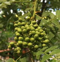 朝倉山椒（朝倉サンショウ）ポット植え 《果樹苗》