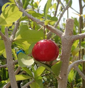 アセロラ（5号鉢植え）